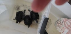 3 turtles for free