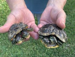 Pair of Two-headed, 8 Year Old Red-eared Sliders