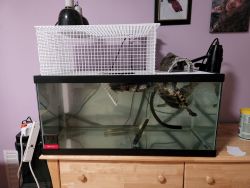 Five Turtles and Tank Set up