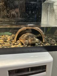 Snapping turtle for sale
