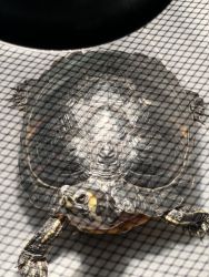Yellow belly Slider for sell