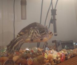 Yellow Bellied Slider Turtle and her Tank/Supplies