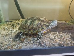 Yellowbelly and Red Eared Slider Turtles