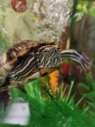 Turtle (Red-Eared Slider) Tank, Supplies Included