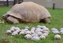 Raised Tortoises/Turtles For Sale