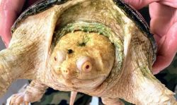 Albino common snapping turtle