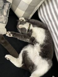 1 year old tuxedo cat