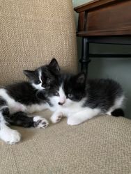 2 male kittens