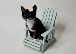 8 week old Tuxedo kitten