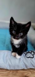 Tuxedo kitty for sale 8 weeks