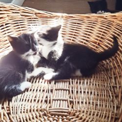 Tuxedo kittens