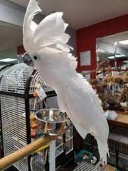 Umbrella cockatoo for sale