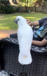 Beautiful Friendly Umbrella Cockatoo