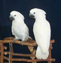 Lovely male and female Cockatoos parrots
