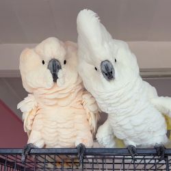 Pair of Umbrella Cockatoos Male & female for sale