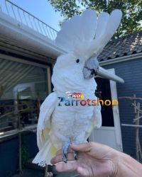 Umbrella Cockatoo Parrots available with Accessories