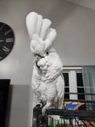 Beautiful cockatoo for sale
