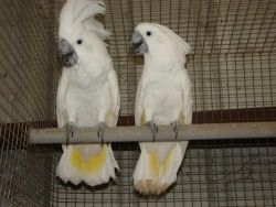 Pair Of Umbrella Cockatoo Parrots For Adoption