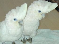 Beautiful Umbrella Cockatoo parrots