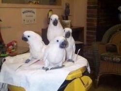 DNA,Umbrella Cockatoos parrots for sale