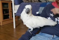 Friendly Umbrella Cockatoo Parrots for new home