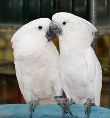 beautifull male and female umbrella Cockatoos