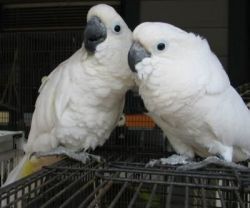 beautifull male and female umbrella Cockatoos