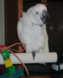 cute and charming umbrella cockatoo for sale