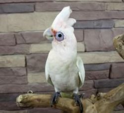 Male And Female Cockatiel, Young Female $500.00