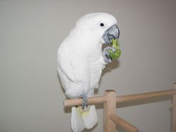 Cute Umbrella Cockatoos Parrots for Adoption