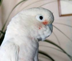 Umbrella cockatoo parrots available for Christmas