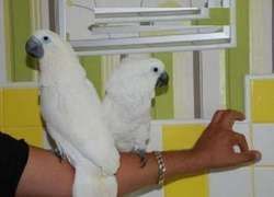 Umbrella Cockatoos parrots