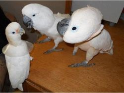 Umbrella cockatoo parrots now available
