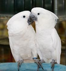 Umbrella cockatoos