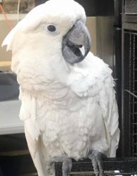 Umbrella cockatoo Parrot