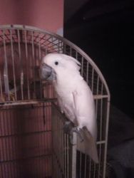 cockatoo parrot