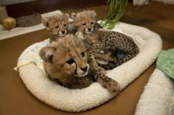 Male And Female Tiger ,cheetah Lion Cubs For Sale