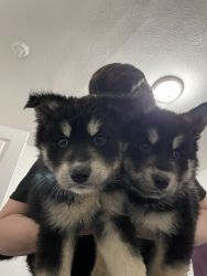 Husky mix puppies 4 females