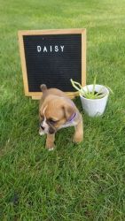 Valley Bulldog Puppies for Sale