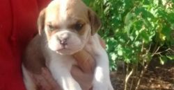 valley bulldog puppies for sale