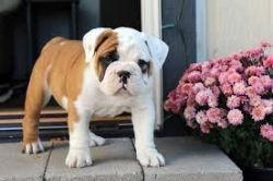 Valley Bulldog puppies for sale