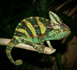 Male Veiled chameleon