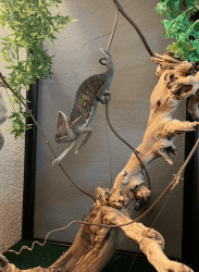 Male Veiled Chameleon (~10 months old) & accessories