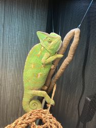 Veiled Chameleon For Sale