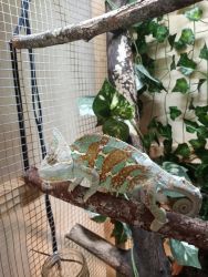 Adolescent Male Chameleon