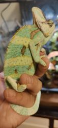 adult Veiled chameleon with tank 4's