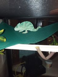 Veiled chameleon for sale complete cage lighting and etc.