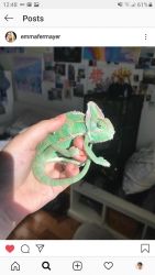 Veiled chameleon for sale. Cage and water dripper included