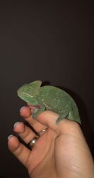 female veiled chameleon around 8 months old