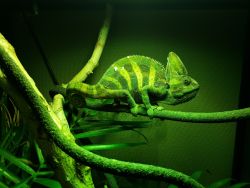veiled chameleon young male